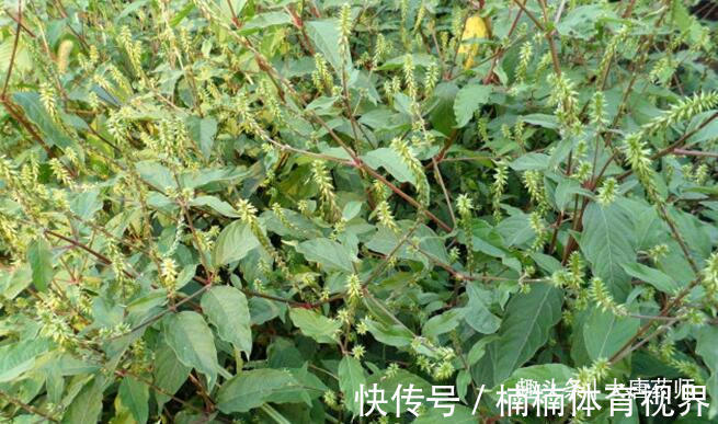 桃仁|一个非常神奇的老配方,简单5味药,擅治百病!值得品味!