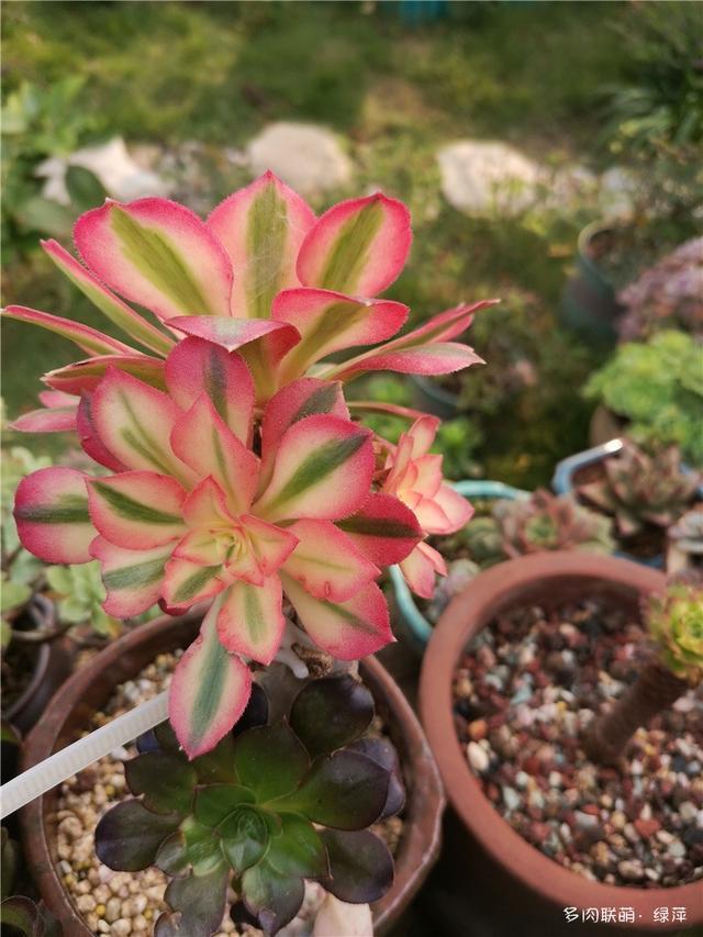 拈花一笑为红颜,无奈雨霾非吾恋