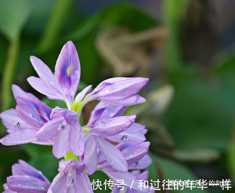 此花宛如一双灵动的眼睛，十分独特奇异，代表着至死不渝的爱