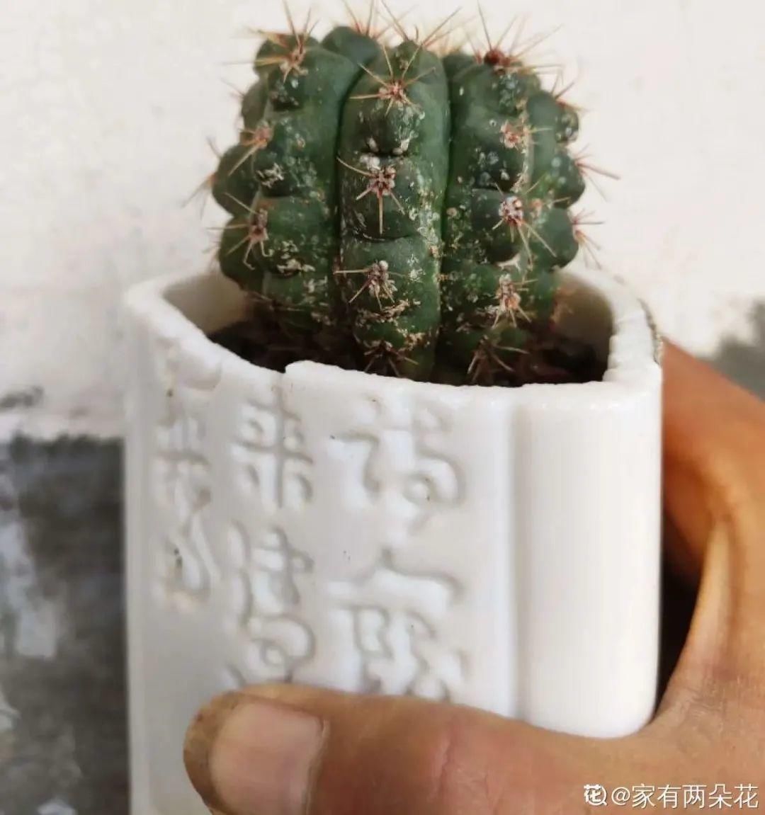 香味|卧室不能养的花,对身体有大危害,一盆也不行