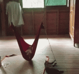 |搞笑GIF：教练大哥是来搞笑的的吗？