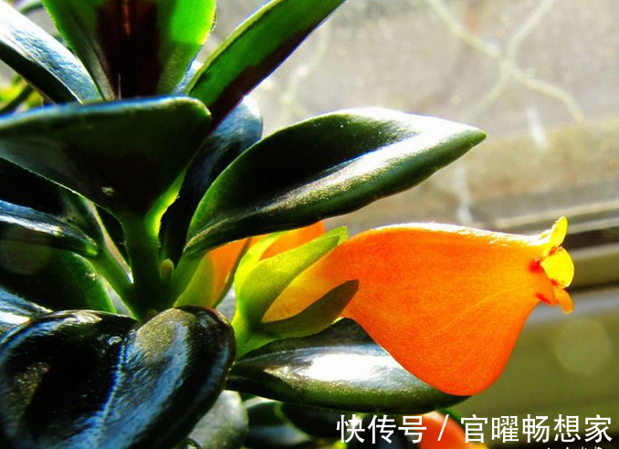吊兰也能“开红花”，养一盆“嗖嗖”冒花苞，比绿萝漂亮！
