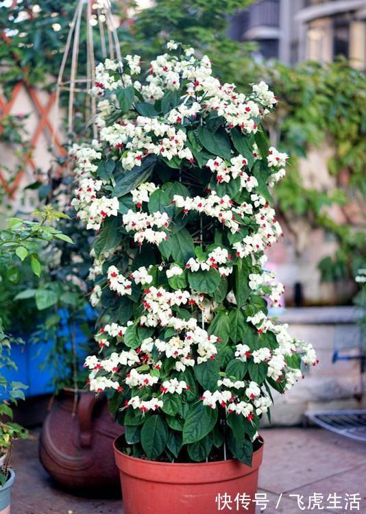 新型观赏花木，夏季盛花，容易成花墙，皮实好养，室内盆栽也可以