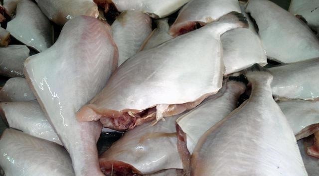 此鱼因是冷冻的被人瞧不起，实际它比带鱼更营养，味道比鲫鱼还香