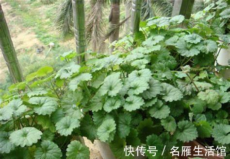 阳台上|养花试试这几款，充足的光照，叶片就会越长越绿越长越讨喜