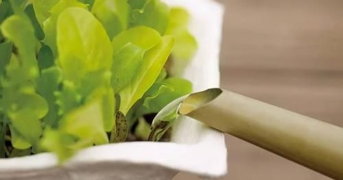 磷酸二氢钾养花虽好，但“4个阶段”不适用，别再弄错了