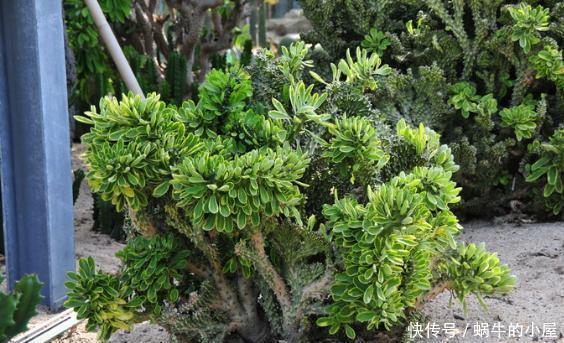 这5样多肉“有毒”,别搬回家养!