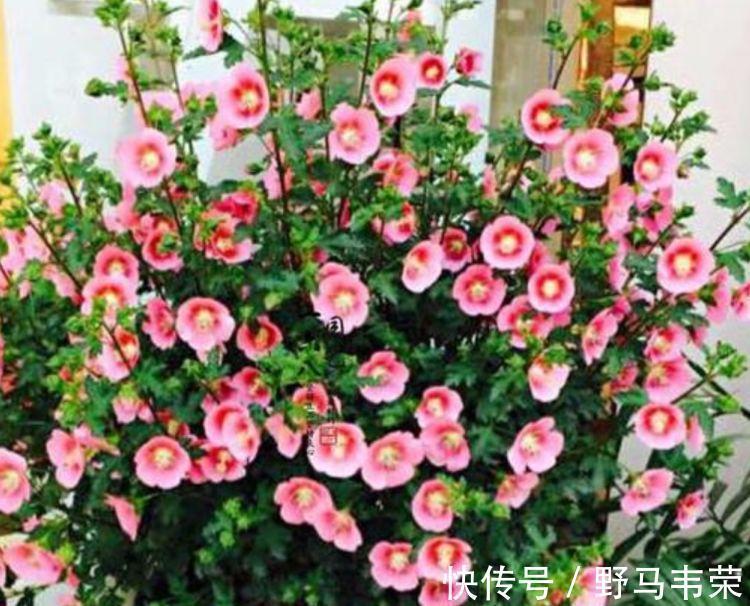 几款小花,便宜又好养,花开香飘溢满屋,超温馨的