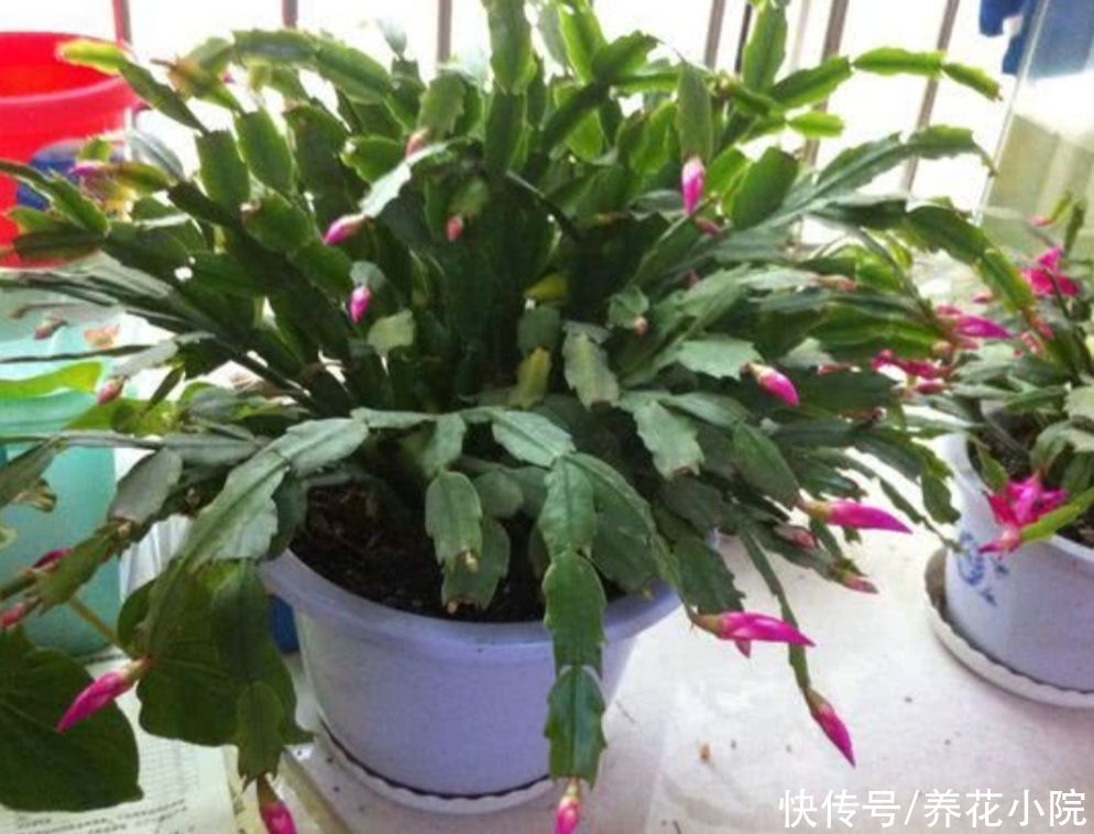 太阳花|4种漂亮的花,天热也能扦插,根本不用买