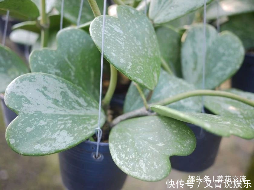 养花10多年总结的室内养花技巧,让新手也能养好花,避免叶黄