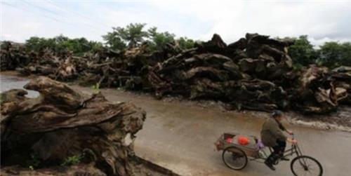 根雕|他花50万造根雕500罗汉,土豪欲100万买下却反悔,如今放仓库长毛