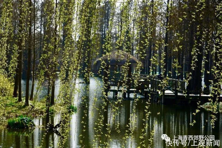 乡村|国家级“种草”！崇明2条线路入选全国乡村旅游学习体验线路