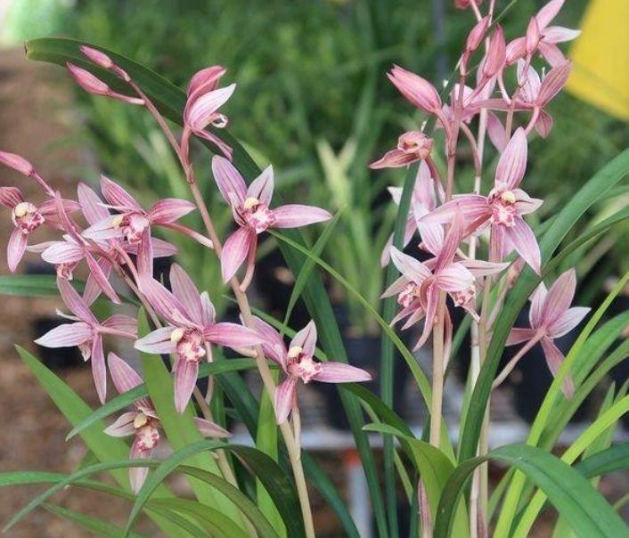 春季养此款花卉,花大服盆快,养家里直接变成小花园