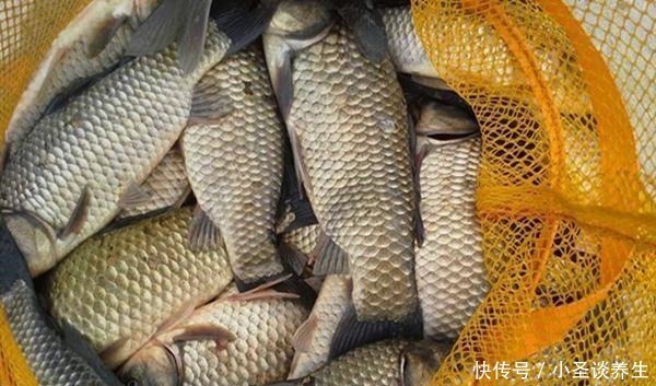 冬季钓鱼,用这种钓法,把饵料递到鱼嘴边,帮你快速“撬开“鱼嘴