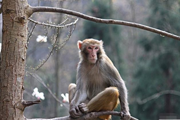 申猴人|属猴人以下4个月份出生的“申猴人”天生上等命，看看你家有吗