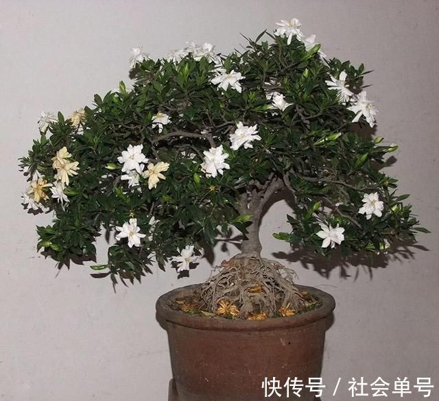 黄叶|养“栀子花”,注意1个小细节,不黄叶、不掉苞,油绿茂盛开花多
