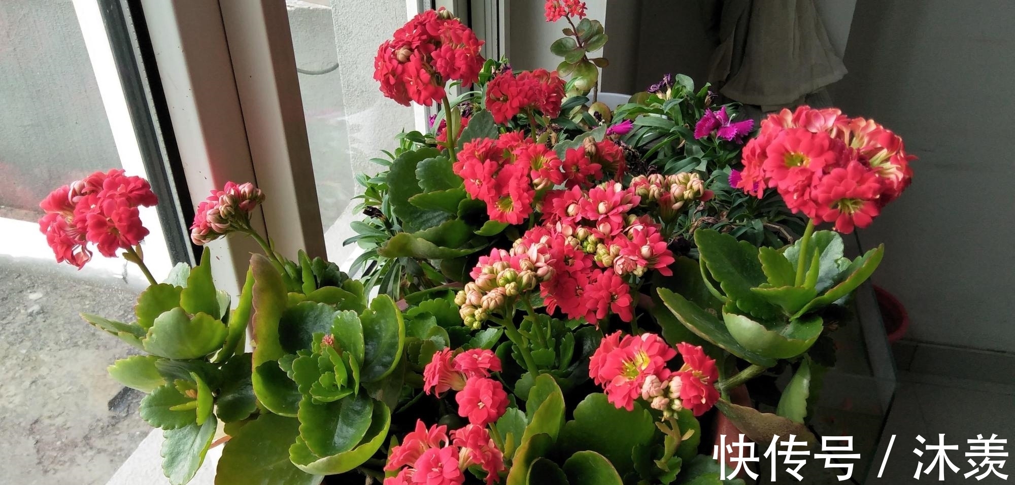 长寿花光长叶不开花,是什么原因,该如何处理呢?