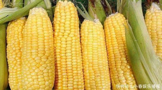常吃|常吃玉米的人,身体不会差,但不可与一物同食,却有很多人不清楚