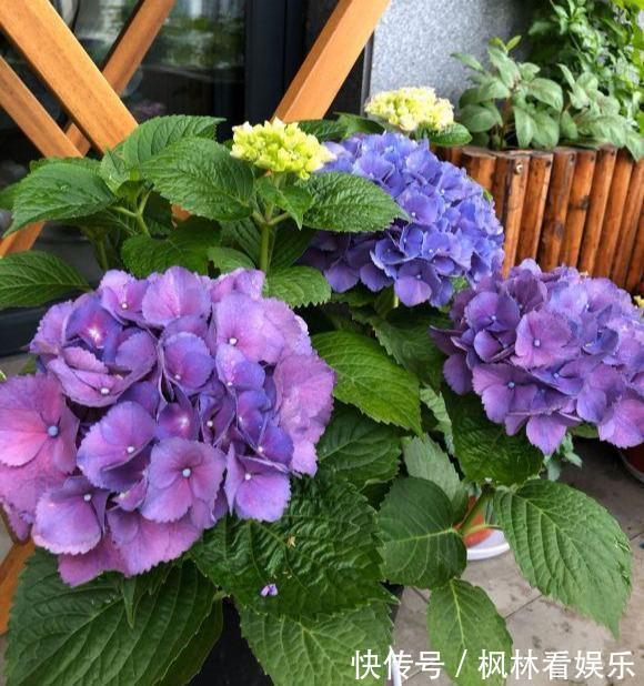 叶片|5种花最怕晒，天天不见光，开花却火爆，一朵一朵炸花球