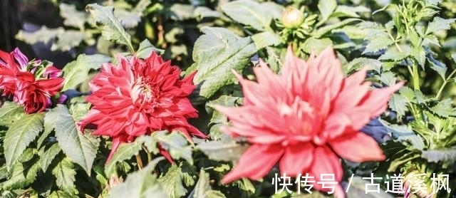 真爱|8月上旬，终于等来了，自己的桃花运，和期盼已久的真爱