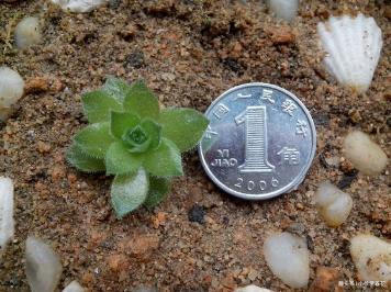 不到一年从1盆变成12盆的多肉植物——观音莲到底该怎么养