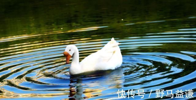 国画$他画了4只鹅卖了2400万,网友不解,专家却说:你再看看那十个字