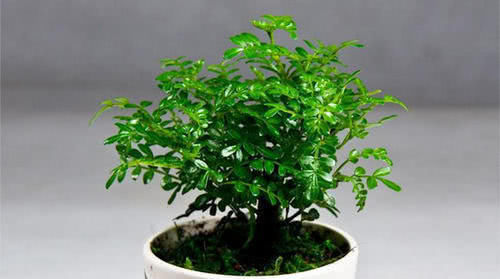 养花推荐家里养棵清香木,清香四溢,造型独特,还能净化空气