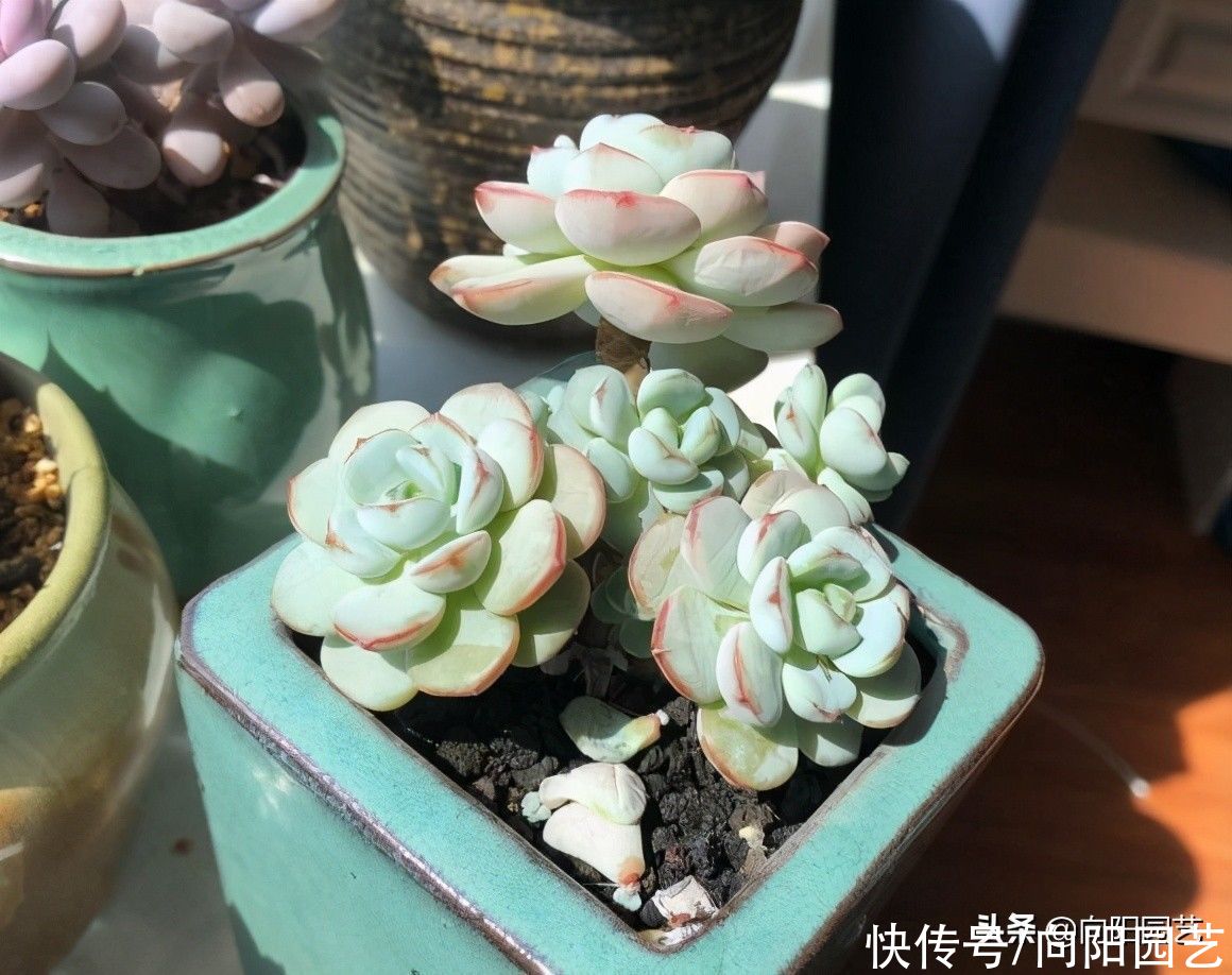 多肉还是别人家的好，别人养的红彤彤，自己养得绿油油，差在哪？