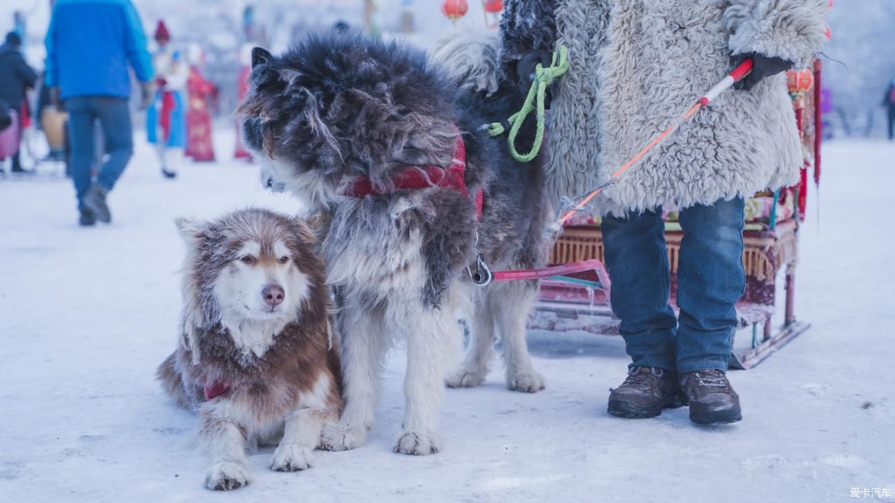 老年|在寂静雪原 遇见雪花真实的形状