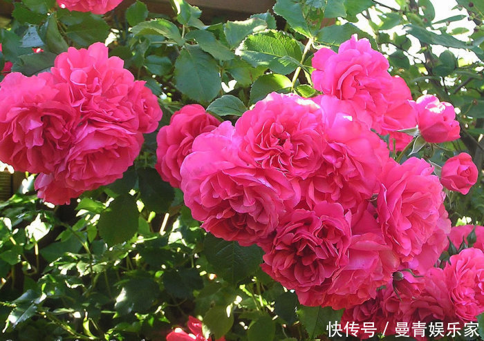花香|最美4种藤本月季,个个都“惊艳”,年年花开上百朵,你最爱哪种