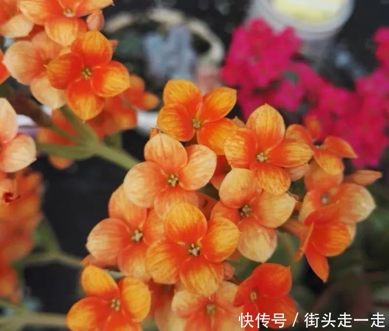 45种长寿花,个个都美爆了,你家养了多少种?