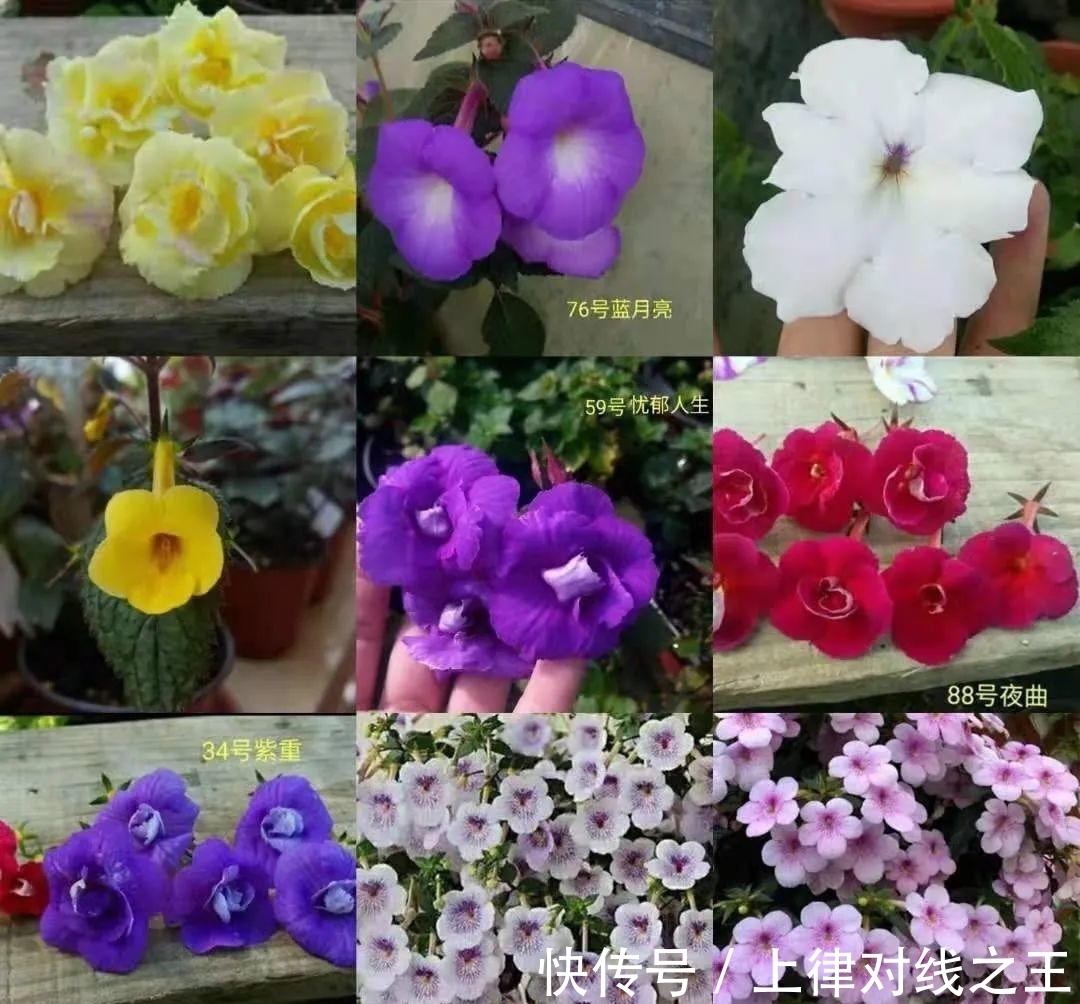 长筒花是“室内花量王者”,没光也能开爆盆,阳台党福音