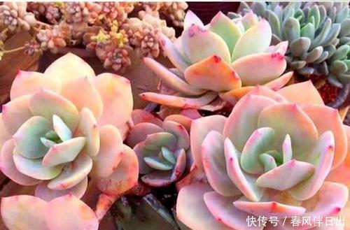 冬天养多肉白凤,了解掌握3个要点,仙气十足,谁见了都夸美!