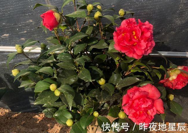 院子|院子有空地，养一盆茶花吧，此花一开就是小半年，花大如“脸盆”