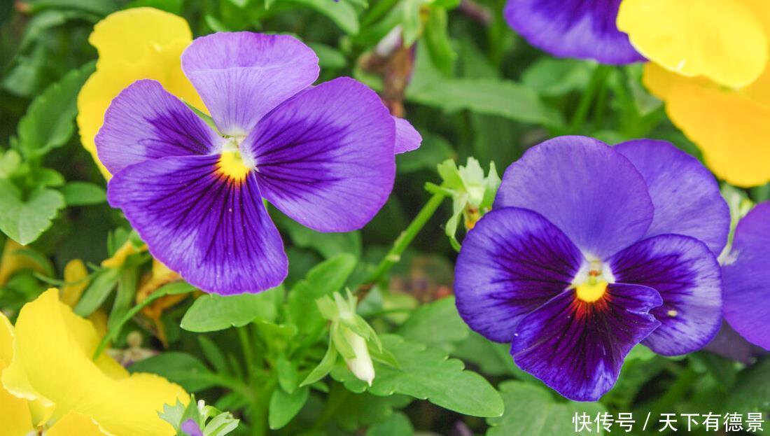 阳台养花学会“组合”，开花就像接力赛，这盆开完那盆开