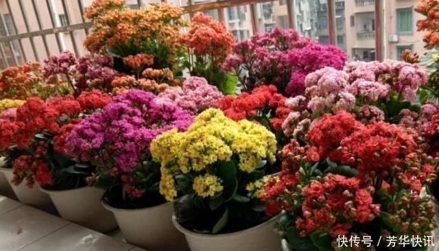 开花开关|养长寿花,左右剪一刀,打开“开花开关”,花量多一倍,爆成花球