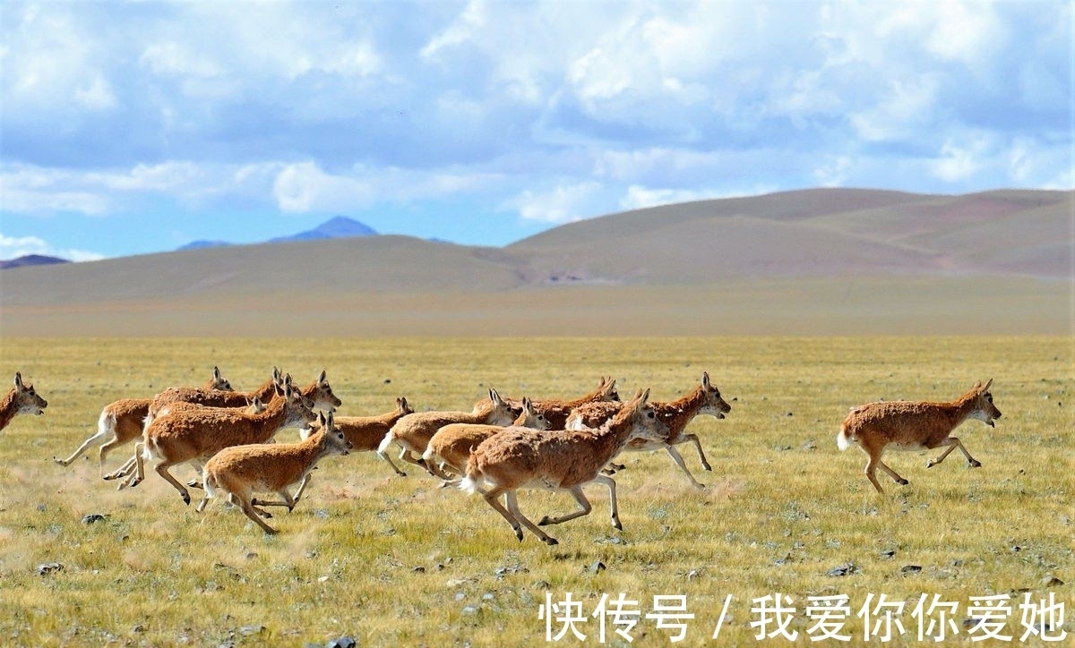 面积|面积最大的生命禁区，二十九万平方公里渺无人烟