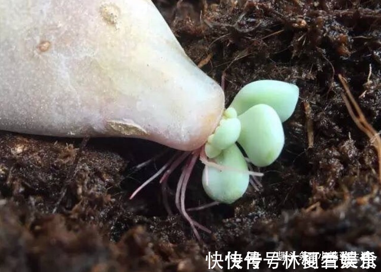 大户|多肉叶插,从摘叶子开始,简单3步,轻松变大户