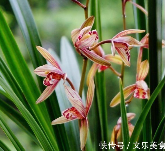 颗粒|老花农养兰花，用3种植料，兰花不烂根，芽蹭蹭冒，花呼呼开