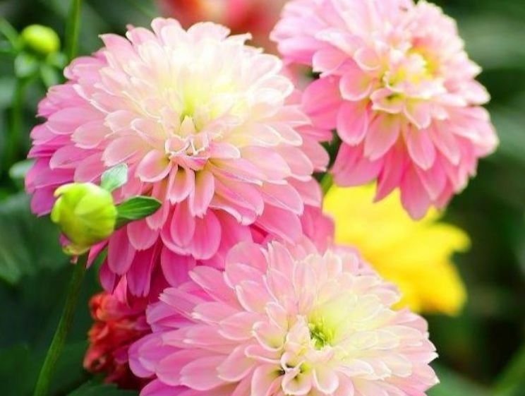 养花就养个花期长的,花姿妖娆,四季繁花似锦,姿色艳丽