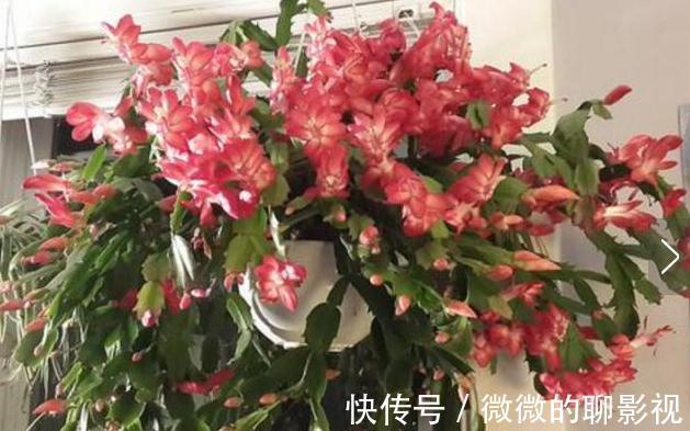 这么给蟹爪兰浇水，蟹爪兰不但没死，还越长越好