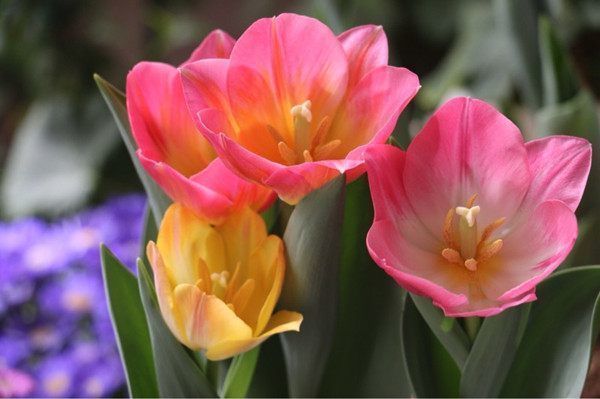 几种花现在养刚刚好,开花很漂亮,花期长,随便一养成花海!