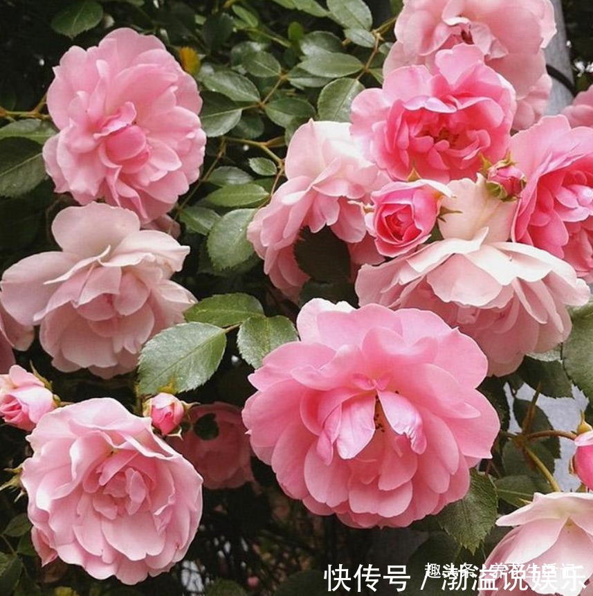 茶花|生长慢的茶花，剪剪后换换土，新芽萌发枝叶茂密，来年花量翻倍！