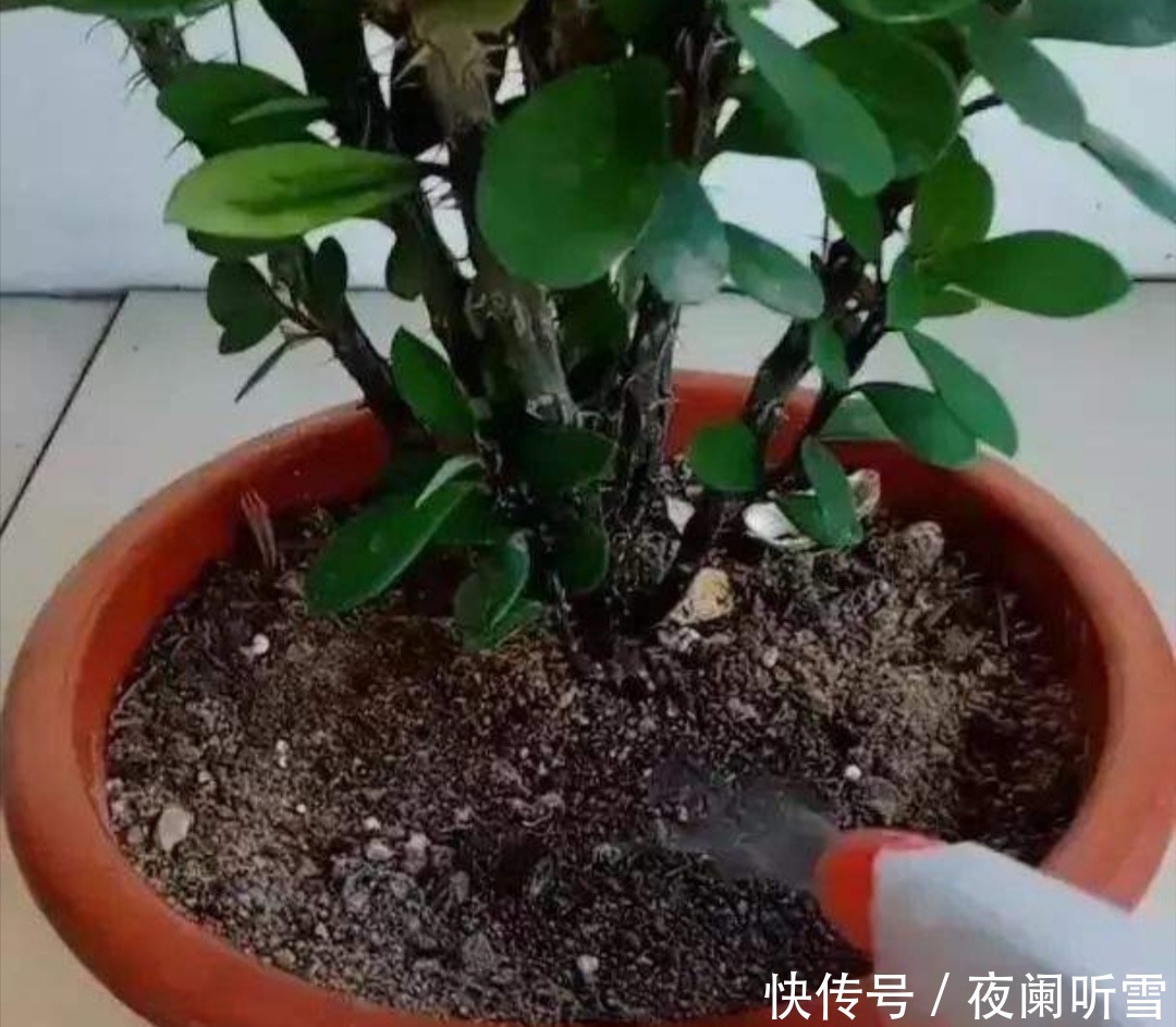 花盆里的“小飞虫”越来越多，教你几个除虫小方法，简单又好用