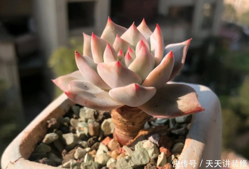 粉蓝鸟控养出状态一点都不输贵货,只要坚持控养,再丑也能逆袭