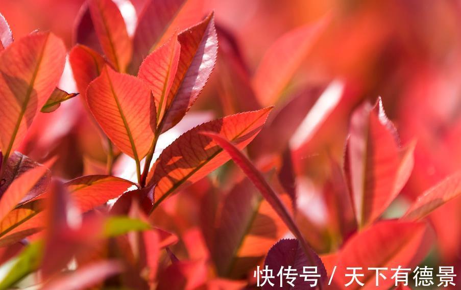 园林|10种天天见的观叶植物你可能叫不上来名字,来看看你能认识几种