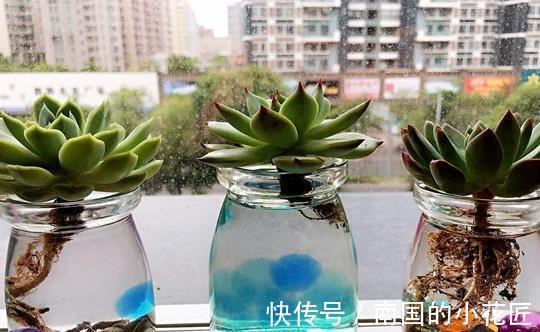 水池|多肉植物养不活,扔水池里3天,自己生根长叶,原来还能这么养