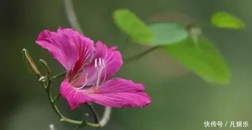 严禁入室的花,看完吓一跳你家里有木有