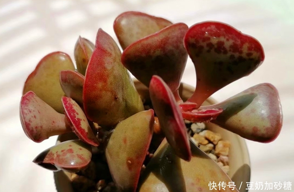 徒长|这些多肉夏天可以不遮阳,因为不容易晒伤,但遮阳很容易徒长