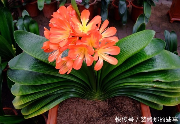 夏日养花,用得上这2样水肥,春天要早做准备才能跟得上需求